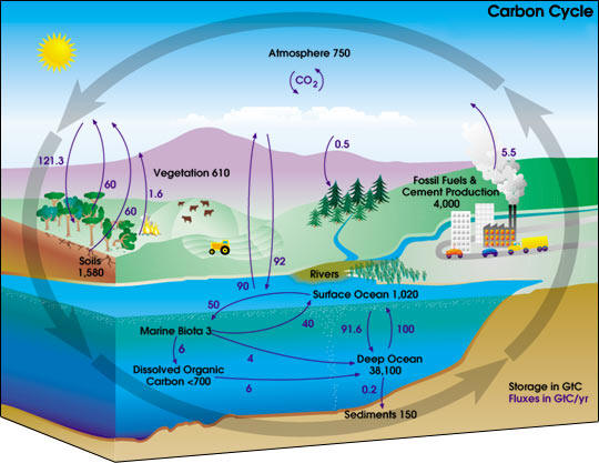 carbon cycle